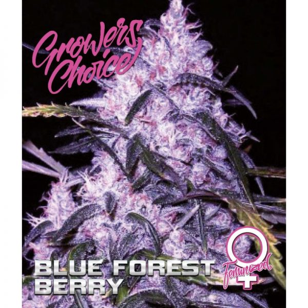 Blue Forest Berry Feminized