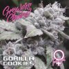 Gorilla Cookies Feminised