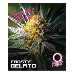 Frosty Gelato Autoflower