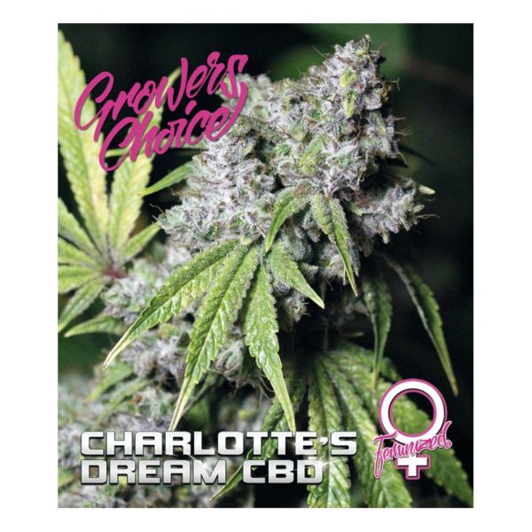 Charlotte’s Dream CBD Feminized