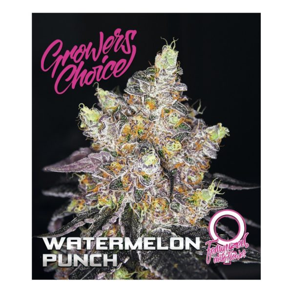 Watermelon Punch Autoflower