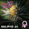 Gelato 41 Feminized