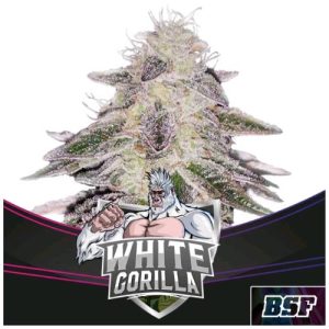 BIGGER STRONGER FASTER – WHITE GORILLA