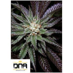 DNA GENETICS – LA CONFIDENTIAL