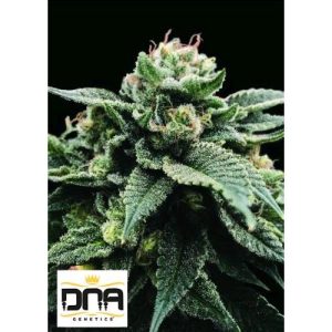 DNA GENETICS – SORBET STASH