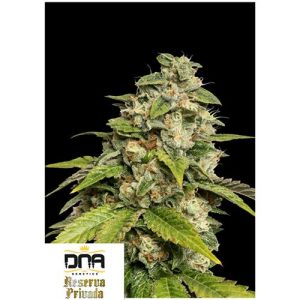 DNA GENETICS – SOUR KUSH