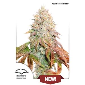 DUTCH PASSION – BANANA BLAZE AUTO