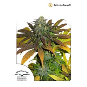 DUTCH PASSION – CALIFORNIAN ORANGE