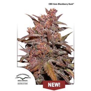 DUTCH PASSION – CBD AUTO BLACKBERRY KUSH