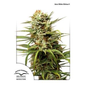 DUTCH PASSION – CBD AUTO WHITE WIDOW