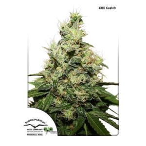 DUTCH PASSION – CBD KUSH