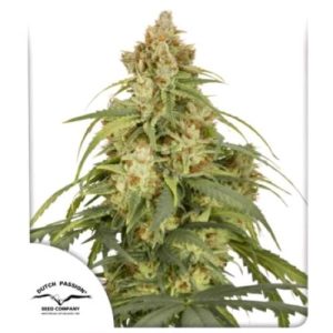 DUTCH PASSION – CBD VICTORY AUTO