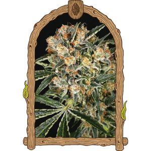 EXOTIC SEED – HIPPIE THERAPY CBD