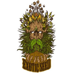 EXOTIC SEED – TRIPLE A AUTO