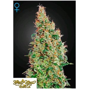 GREEN HOUSE SEEDS – GREEN O MATIC