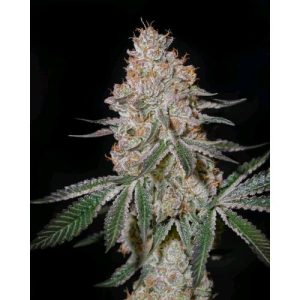 GREEN HOUSE SEEDS – HIGHCLOUDZ