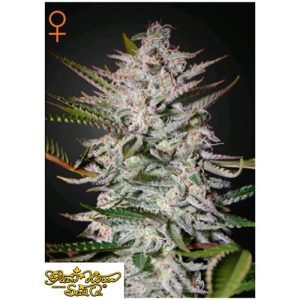 GREEN HOUSE SEEDS – HOLY PUNCH