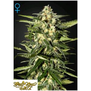 GREEN HOUSE SEEDS – JACK HERER AUTO