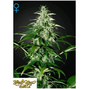 GREEN HOUSE SEEDS – KALASHNIKOVA AUTO