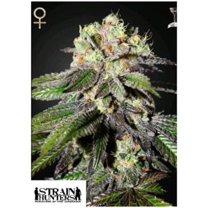 GREEN HOUSE SEEDS – STRAIN HUNTERS – CABOOSE