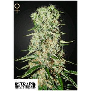 GREEN HOUSE SEEDS – STRAIN HUNTERS – DAMNESIA