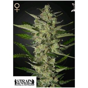 GREEN HOUSE SEEDS – STRAIN HUNTERS – FLOWERBOMB KUSH