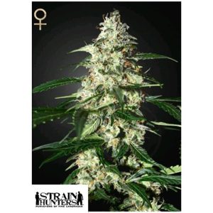 GREEN HOUSE SEEDS – STRAIN HUNTERS – SKUNK