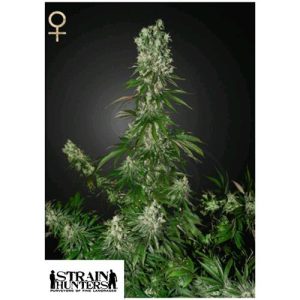 GREEN HOUSE SEEDS – STRAIN HUNTERS – WHITE STRAWBERRY SKUNK