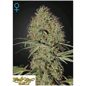 GREEN HOUSE SEEDS – SUPER BUD