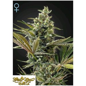 GREEN HOUSE SEEDS – SUPER LEMON HAZE CBD