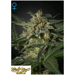 GREEN HOUSE SEEDS – WHITE WIDOW AUTO