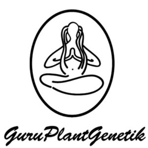 GURU PLANT GENETIK – BLACK WATER X KOSHER KUSH LIMITED EDITION