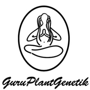 GURU PLANT GENETIK – RELAX CBD