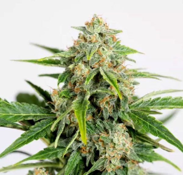 HUMBOLDT SEED ORGANIZATION – AMNESIA CBD PURE AUTO