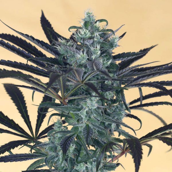 HUMBOLDT SEED ORGANIZATION – BLUEBERRY HEADBAND