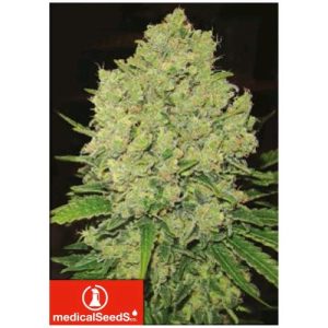 MEDICAL SEEDS – PROZACK