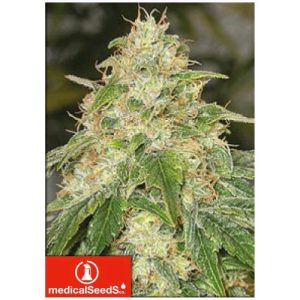 MEDICAL SEEDS – SOME SWEET