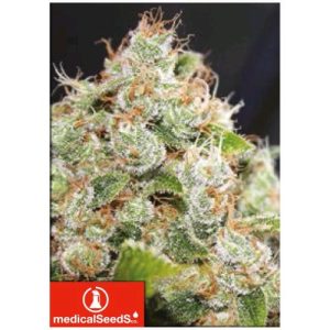 MEDICAL SEEDS – SOUR DIESEL