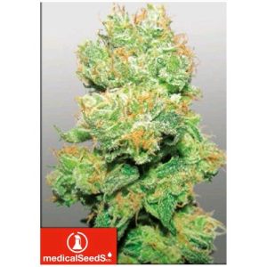 MEDICAL SEEDS – Y GRIEGA CBD