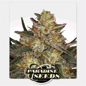 PARADISE SEEDS – DUTCH KUSH