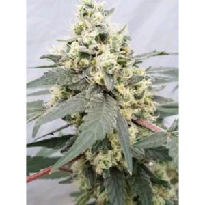 PARADISE SEEDS – LEMONADE AUTO