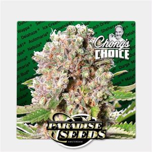 PARADISE SEEDS – MENDOCINO SKUNK CHONG’S CHOICE