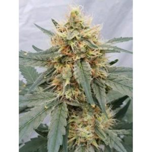 PARADISE SEEDS – STROMBOLI AUTO