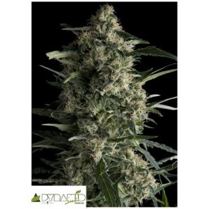 PYRAMID SEEDS – GALAXY AUTO