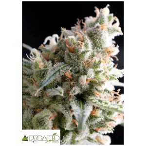 PYRAMID SEEDS – KRIPTONITE