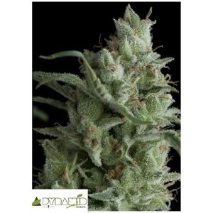 PYRAMID SEEDS – KRYPTONITE