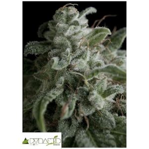 PYRAMID SEEDS – NEFERTITI