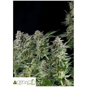 PYRAMID SEEDS – NORTHERN LIGHTS AUTO