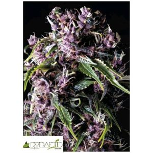 PYRAMID SEEDS – PURPLE AUTO