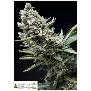 PYRAMID SEEDS – YORK CITY AUTO